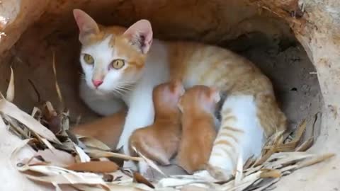 Wow! Big king Snake Vs king cat | Most Amazing Wild Animal Attack