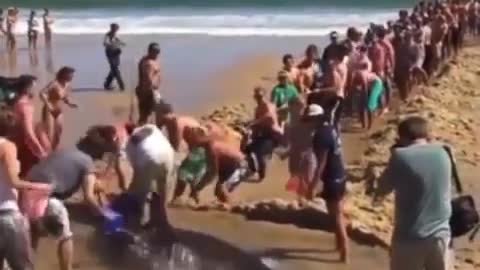 stranded shark being rescued