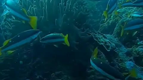 Raja Ampat underwater scenery