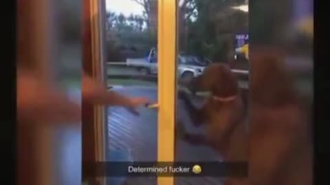 Dog Masterminds Door Escape