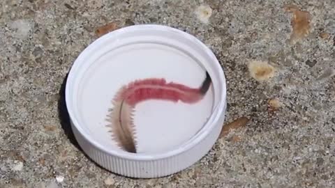 Marine worm