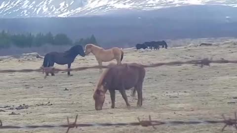 Icelandic Horses Won't Stop Kissing Each Other