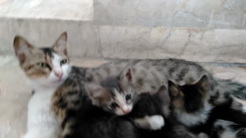 "🐾 Adorable Cat Babies on the Move!#CuteCats #KittenLove #AdorableKittens" Asim Ahmed Khan Official