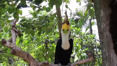 Toucan plays with food