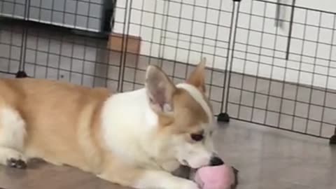 It's a toy biting puppy