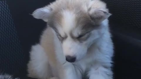 Puppy struggles to stay awake during car ride Hfzx