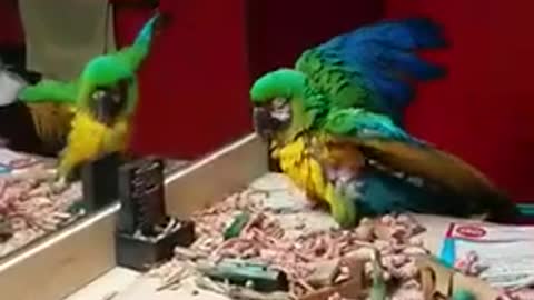 Macaw showing off