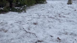 River Meets Feathers