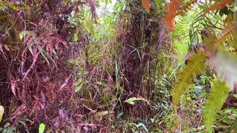 Five Stars Bushman Harvesting Honey Beehive in Jungle