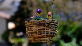 Butterfly in the basket