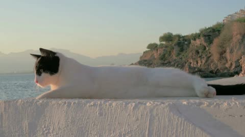 A black and white cat is lying on a light painted stone surface