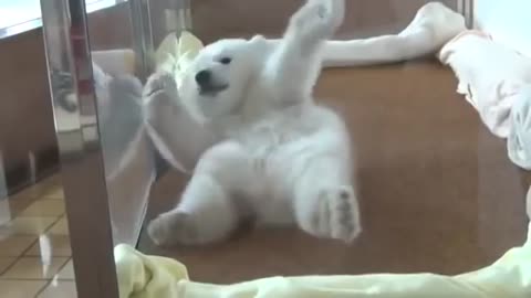Polar bear cub tries to roll over