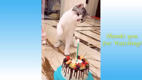 cute animal funny video. cute cat funny video.