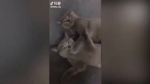 adorable kittens doing a lot and being cute