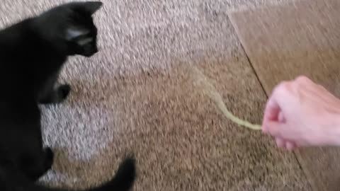 Cat playing fetch with me
