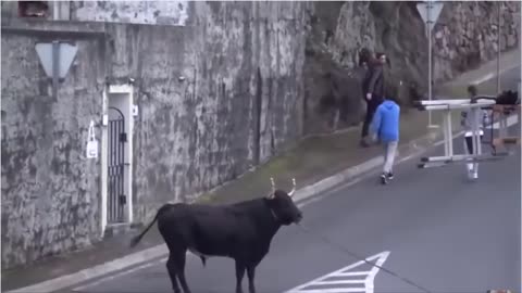 Levando cifradas de touros ( muito engraçado esse video )
