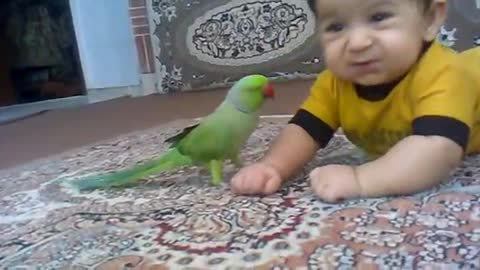 Little baby play with parrot 🐦 parrot kiss 😘 baby lips