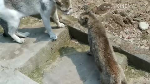 Real cat fighting 😂