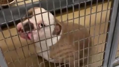 This dog's reaction made my day.