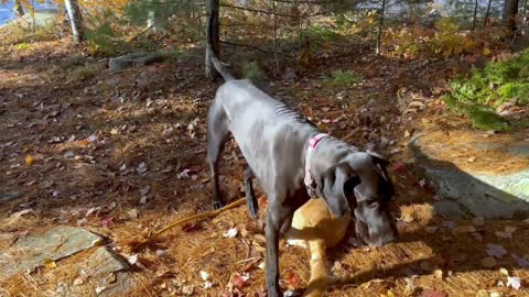 Puppy is adorably clumsy with Great Dane friend