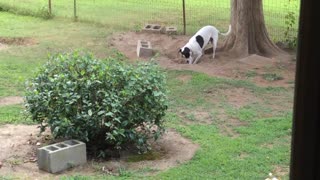 Pointer Mix, Loves Digging Holes