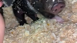 Waking Two Adorable Piglets
