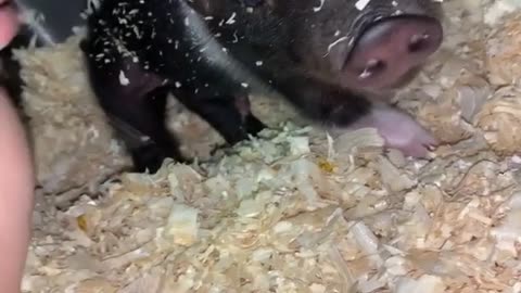 Waking Two Adorable Piglets