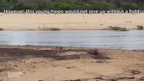 Lion Vs Hippo Real fight. Hippo and lion fight for territory.fight of lion and hippo