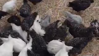 Chickens in the farm!