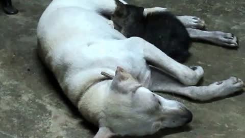 Friendship between dog and cat