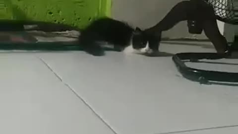 Cat Got Frightened