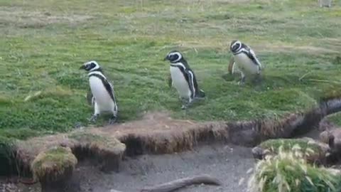 funny penguin falling down