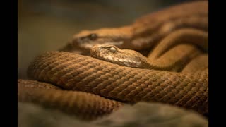 Lord Winter - Rattlesnake
