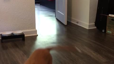 Brown dog carries big stuffed bear across wooden floor in mouth