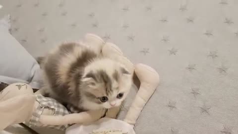 (cute kitten videos short leg cat- KimsKennelUS).