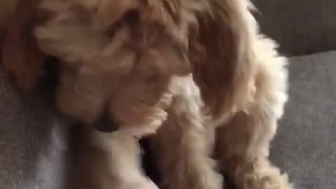 Brown fluffy dog shakes hands with owner on couch