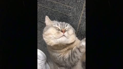 Cute TikTok Pets that Cure Depression