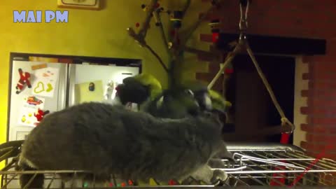 Funny moment between Parrots and cats