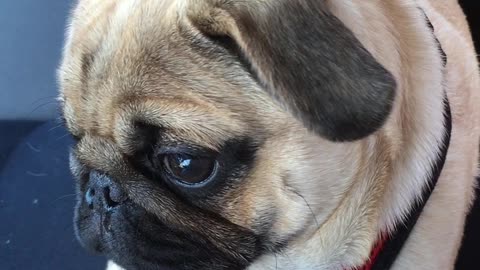 Pug puppy begging to sit on owner's lap