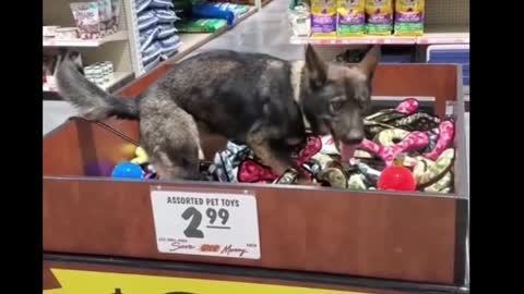 Dog goes for a swim in toys 😅