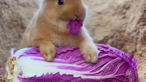 Bunny: First time trying purple cabbage, it tastes pretty good.