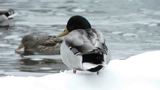 Mallard Ducks of Wisconsin