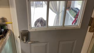Dog learns how to open the door!