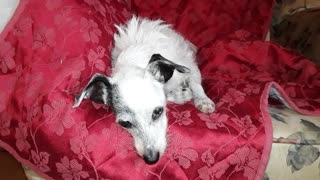 "A VERY SLEEPY 18 YEAR OLD ABUSE SURVIVOR DOG"