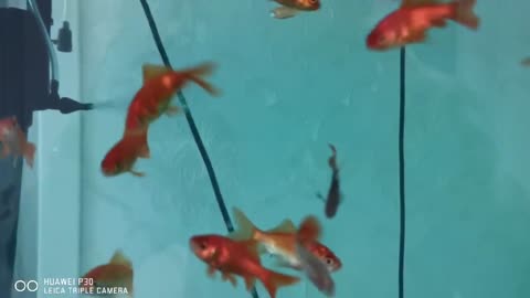 Small goldfish