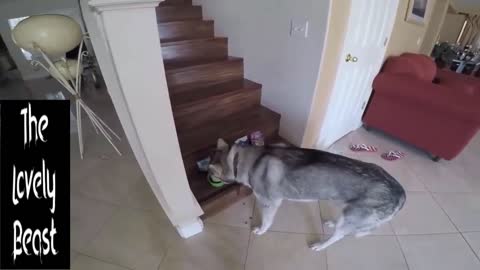 Smart Husky Tries different taste 🤣😂