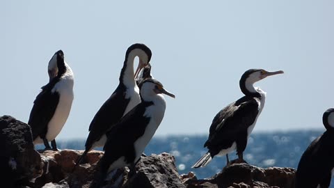 "Pied Cormorants: Masters of the Stone Coast"