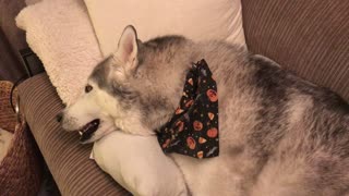 Vocal Husky Hilariously Denies Pooping On The Carpet