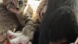 Kittens play together