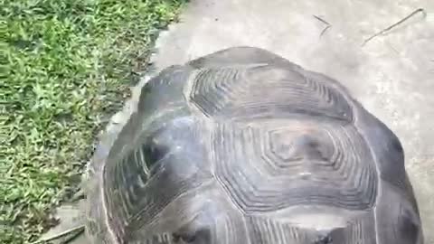 a turtle has a very long life expectancy
